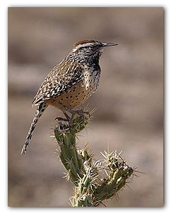 Arizona cactus-wren