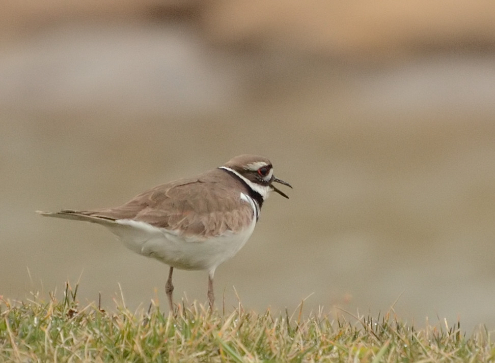 Kildeer, Illinois