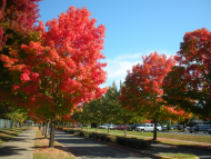 Grants Pass Fall Colors
